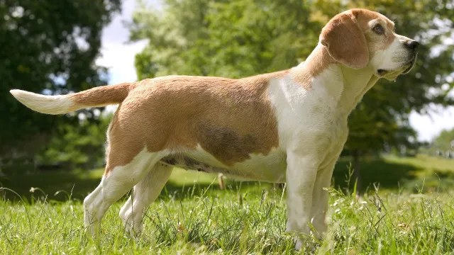Protestos em centro de investigação de beagles nos EUA e cães resgatados