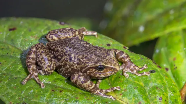 
                    Nova espécie de rã terrestre descoberta no Equador
                
