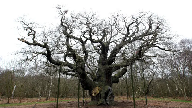 
                    'Árvore de Robin dos Bosques' cortada pode 'ressuscitar'
                