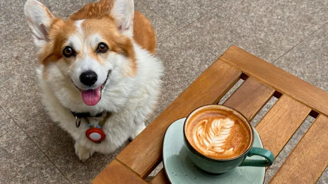 
                    Brunch para cães? 3 espaços pet friendly para levar o amigo de 4 patas
                