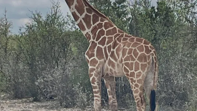
                    Autoridades procuram por Gracie, a girafa que escapou de rancho no Texas
                