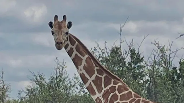 Encontrada girafa Gracie que se tinha perdido num rancho no Texas