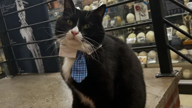 Conheça Bone Jovi, o felino que mantém o Museu dos Ossos em segurança