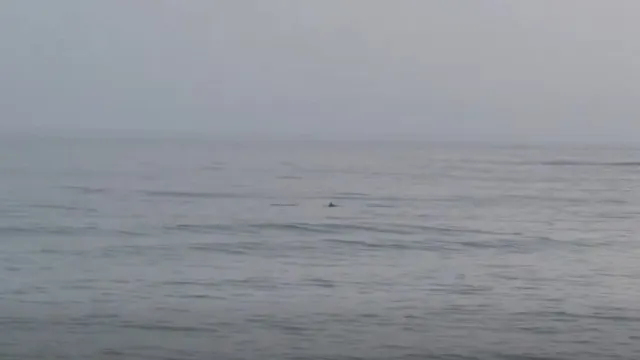 
                    Golfinhos visitaram praia de Moledo em dia de 