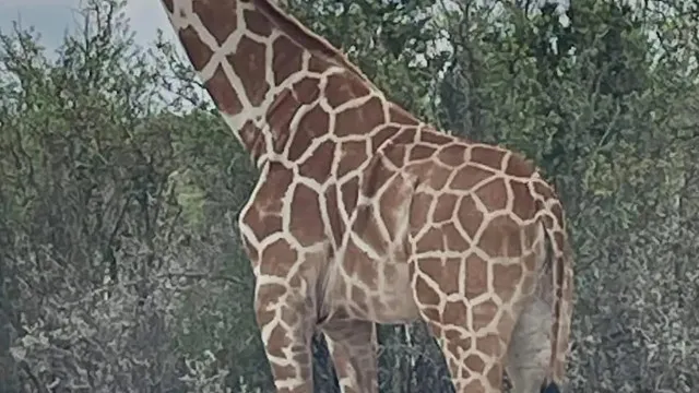 Girafa chamada Gracie fugiu no Texas e ninguém a consegue encontrar