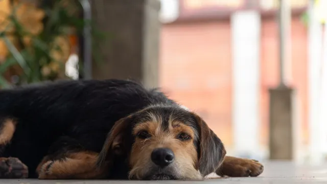 Se o meu cão ficar doente, posso faltar ao trabalho? O dia é pago?