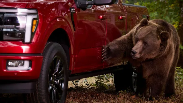 Insólito? Ford pôs urso a tentar destruir pick-up e há um motivo