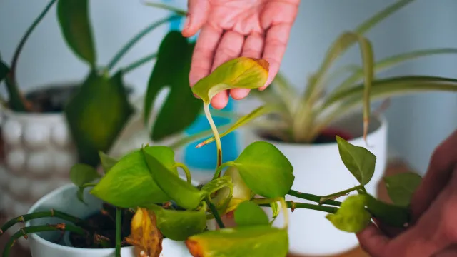 
                    5 sinais de que a sua planta precisa urgentemente de um vaso maior
                