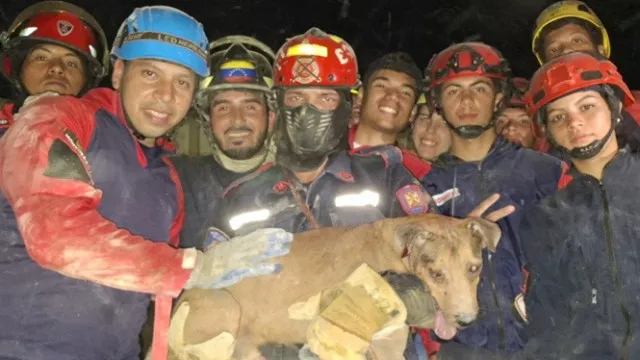 
                    Cão é resgatado de escombros após sismos na Venezuela. Veja o vídeo
                