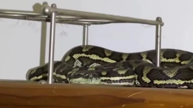 
                    Píton e aranha no mesmo quarto? Este 