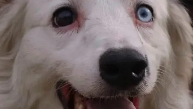 
                    Tsunami, conheça o cão herói que está a ajudar nos resgates na Venezuela
                
