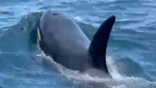 Orcas surpreendem embarcação ao largo de porto de Sesimbra: