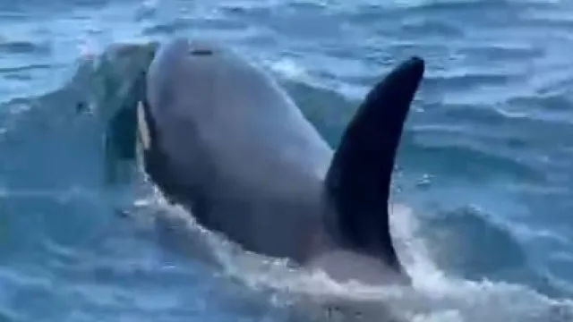 
                    Orcas surpreendem embarcação ao largo de porto de Sesimbra: 