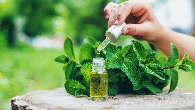 
                    5 repelentes naturais para mosquitos (para além da citronela)
                