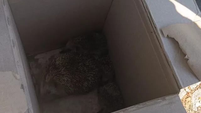
                    Crias de ouriço-cacheiro encontradas em Celorico de Basto: 