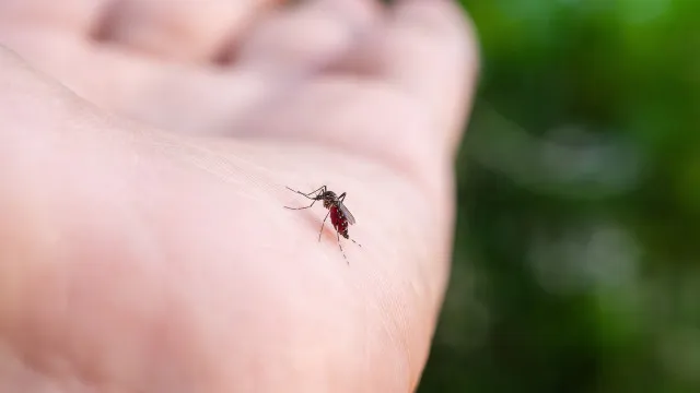 
                    Os mosquitos adoram estes dois alimentos. Consome-os com frequência?
                