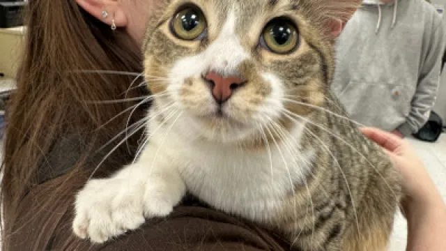 
                    É recorde! Gato Toby nasceu com 28(!) dedos: 