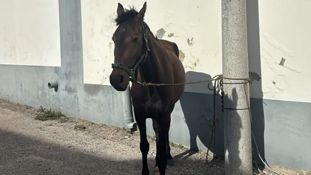 
                    Equídeo furtado há cerca de 2 semanas em Alcobaça recuperado pela GNR
                