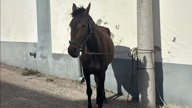 Equídeo furtado há cerca de 2 semanas em Alcobaça recuperado pela GNR