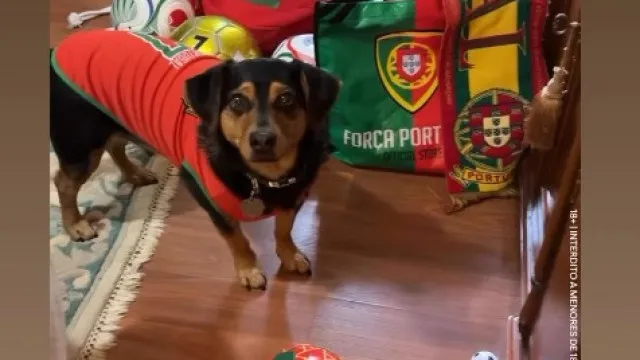 
                    “O melhor guarda-redes de quatro patas”: Conheça Ronaldo, o cão
                