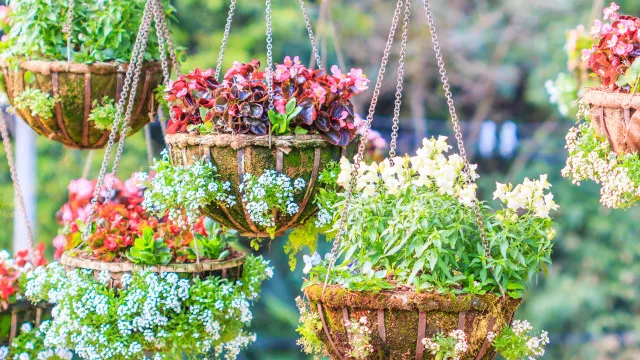 6 plantas que precisam de mais Ã¡gua quando o tempo estÃ¡ muito quente