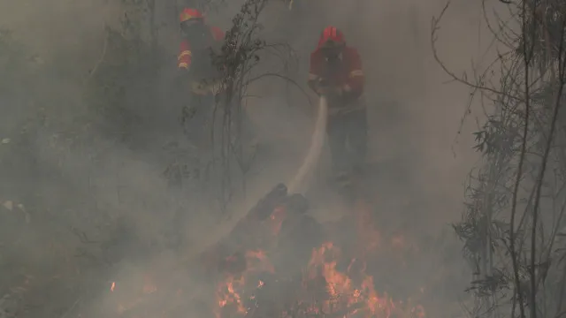 
                    Fogo em área florestal de Santo Tirso mobiliza mais de 100 operacionais
                