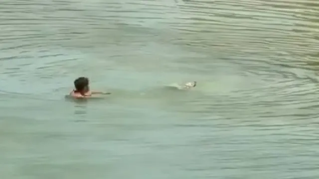 
                    Criança tenta afogar cão bebé durante 