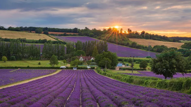
                    Esta quinta de lavanda é o paraíso dos cenários instagramáveis
                