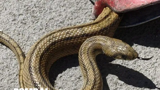 
                    Pombal. Cobra encontrada no interior de multibanco: 