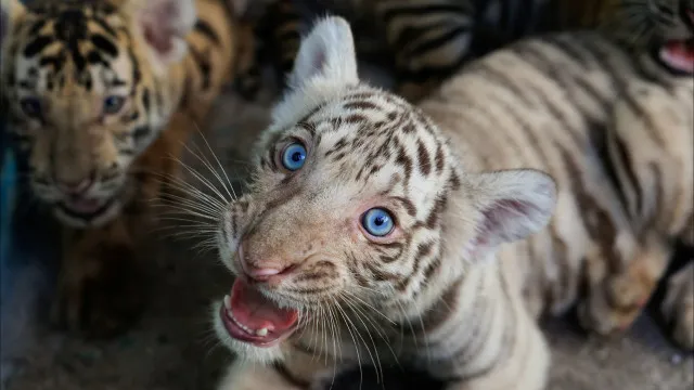 Quatro crias de tigre-de-bengala nascem em zoo de Cuba (e há imagens)