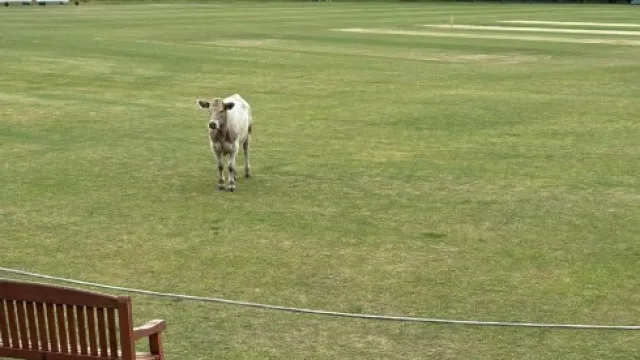 "O melhor muuu-vimento". Era cricket, mas... esta vaca teve outra ideia