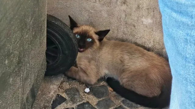 
                    Sapadores de Lisboa resgatam gata que se abrigou no interior de veículo
                