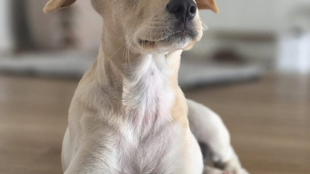 Lembra-se de Dobby? Cão está para adoção e procura 