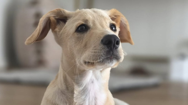Lembra-se de Dobby? Cão está para adoção e procura