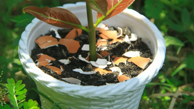 NÃ£o precisa de comprar! 5 fertilizantes naturais para as suas plantas