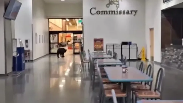 Urso invade centro comercial, rouba pÃªssego e deixa necessidades no chÃ£o