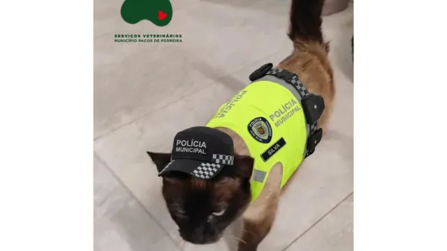 PolÃcia Municipal adota gata atropelada em PaÃ§os de Ferreira: "Especial"