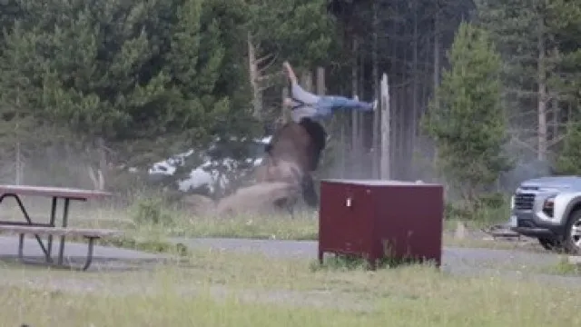Bisonte que atirou turista ao ar e lhe fraturou fÃ©mur jÃ¡ conhece destino