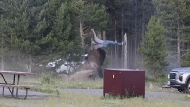EUA. Turista em estado crítico após ataque de bisonte num parque natural