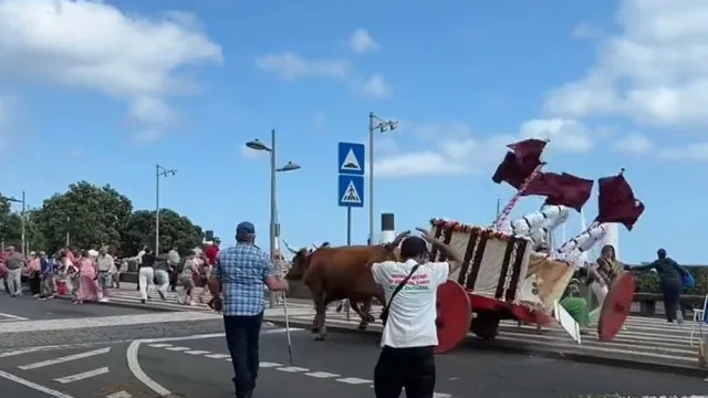 
                    Bois espalham pânico em cortejo do etnográfico nos Açores. Eis as imagens
                