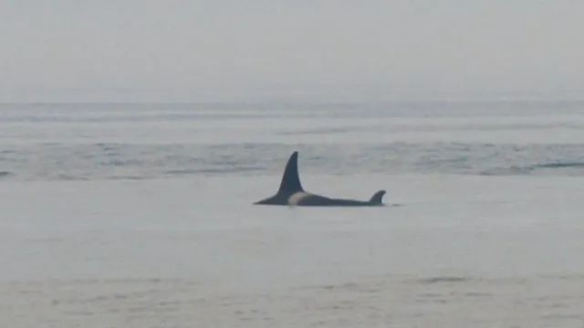 
                    Orca avistada ao largo de Esposende. 