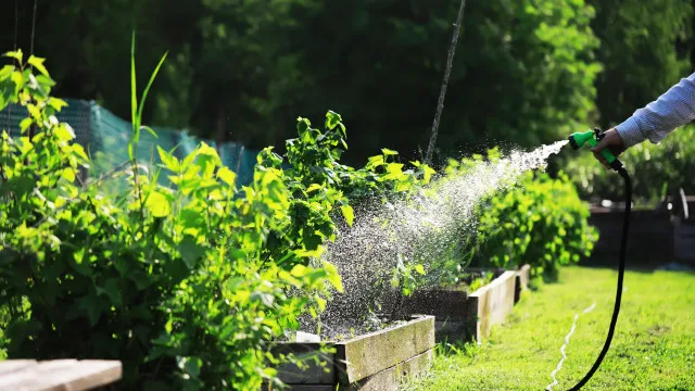
                    Oito plantas que nunca deve regar com mangueira (e como regá-las)
                