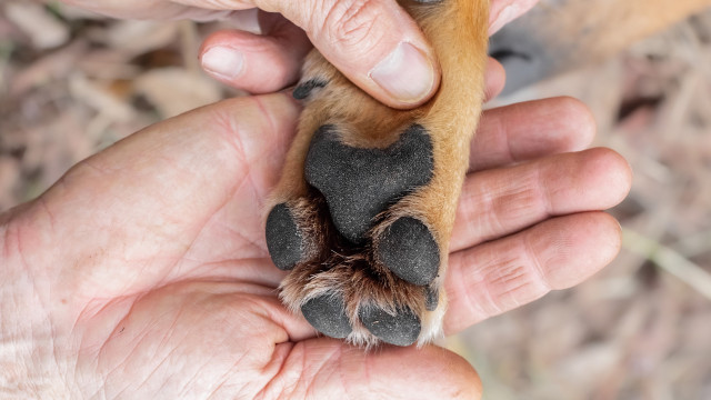 Veterinário revela sinais de alerta