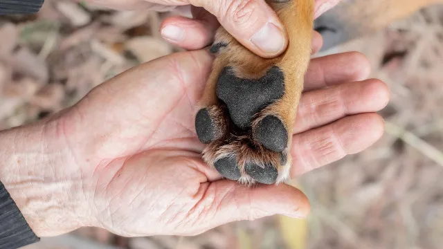 VeterinÃ¡rio revela sinais de alerta "urgentes" atravÃ©s das patas dos cÃ£es