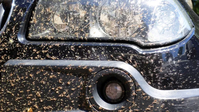 Insetos colados ao carro podem ser um problema maior do que pensa
