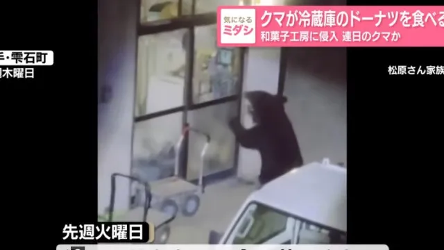
                    Urso invade casas e serve-se de comida no Japão. Autoridades procuram-no 
                