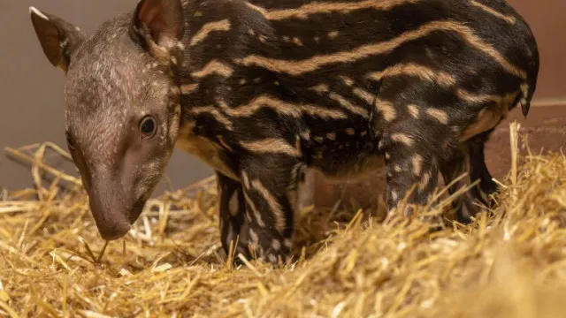 Zoo de Hertfordshire recebe 1.Âª anta em 14 anos apÃ³s gravidez de 430 dias