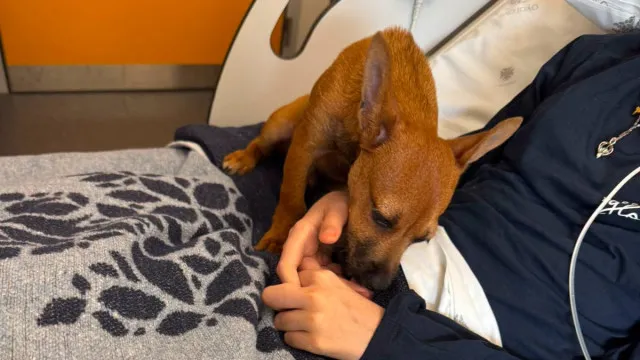 SÃ£o JoÃ£o autoriza visita de animais a tutores internados. SÃ£o "famÃlia"