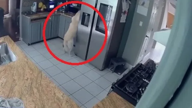 CÃ£o liga torradeira acidentalmente e provoca incÃªndio que matou 3 animais