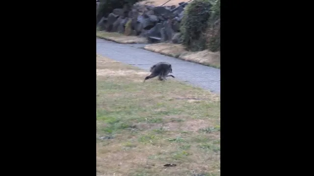 
                    Conheça Jimothy, o guaxinim que está a fazer furor em Seattle (e na net)
                